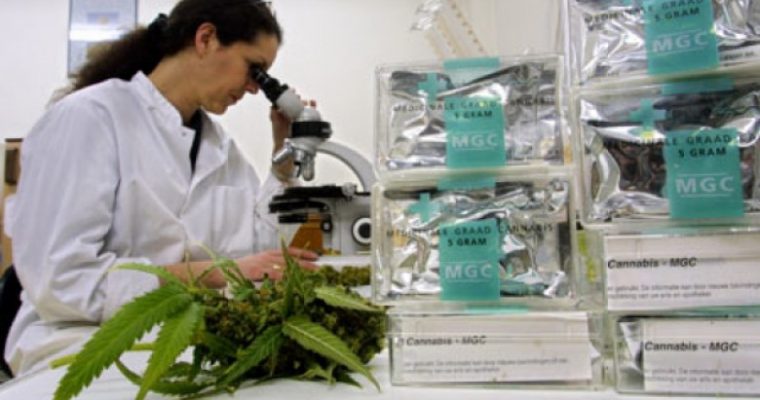 A mundet kanabisi të kurojë kancerin?