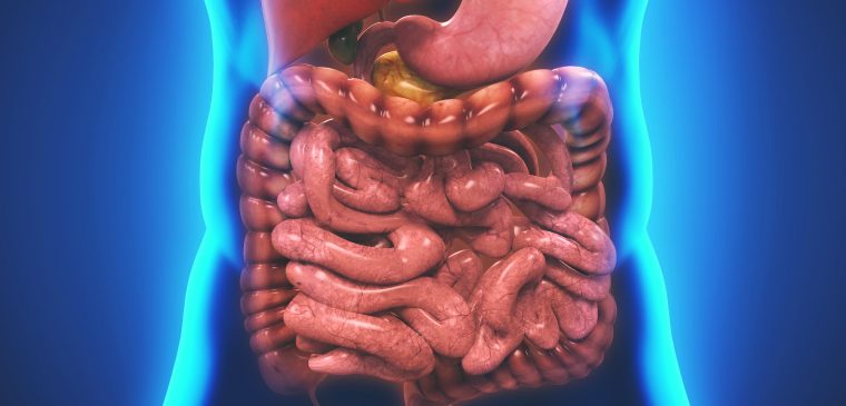 Enzimat Tretëse, Sekreti i Jetëgjatësisë