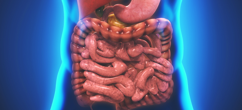 Enzimat Tretëse, Sekreti i Jetëgjatësisë