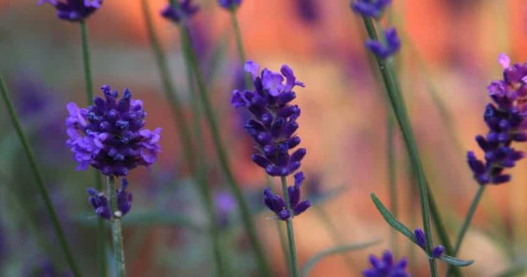 Livando, Një Zgjidhje për Ankthin