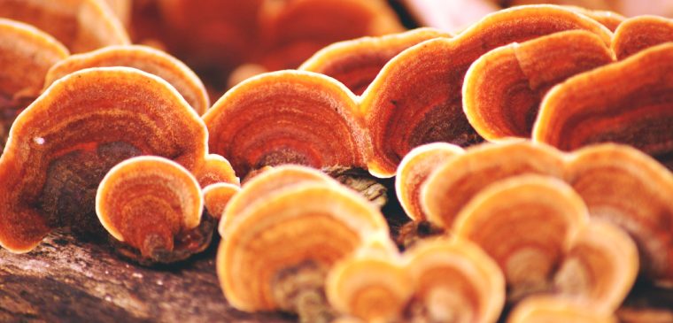 Kërpudhat Reishi, Super Ushqimi që ju Duhet