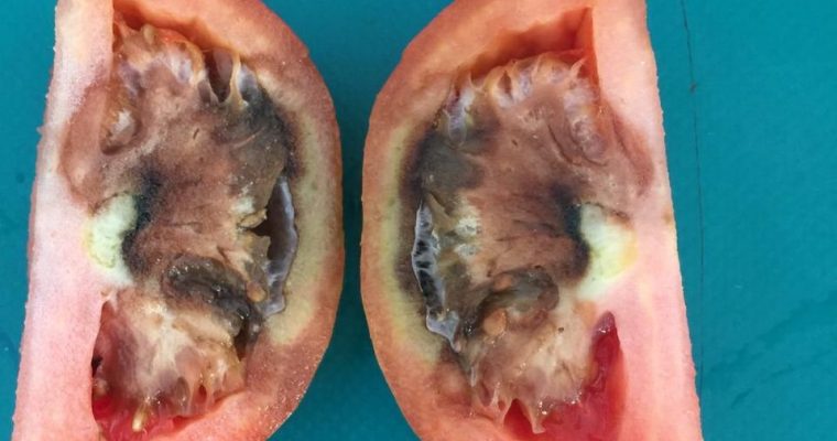 Kujdes nga Domatet në Këtë Periudhë