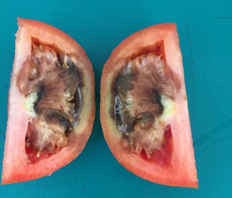 Kujdes nga Domatet në Këtë Periudhë