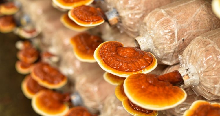 ‘Ilaçi’ i Pavdekësisë